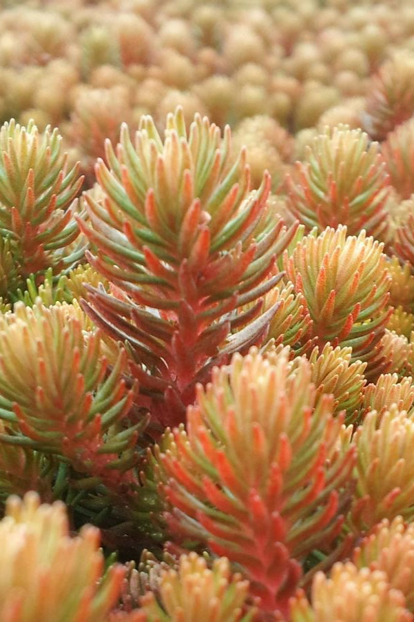 Sedum 'Angelina' 2.5