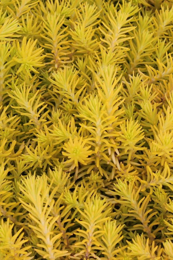 Sedum 'Angelina' 2.5