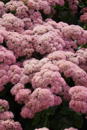 Sedum 'Autumn Fire' #1 decorative flowerpot  
