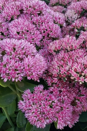Sedum 'Autumn Joy' #1 decorative flowerpot  