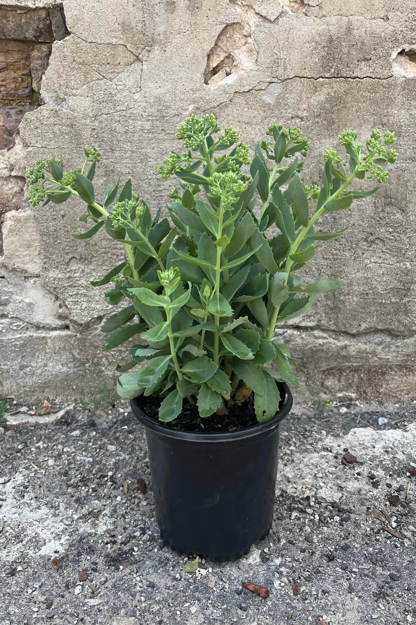 Sedum 'Autumn Joy' #1