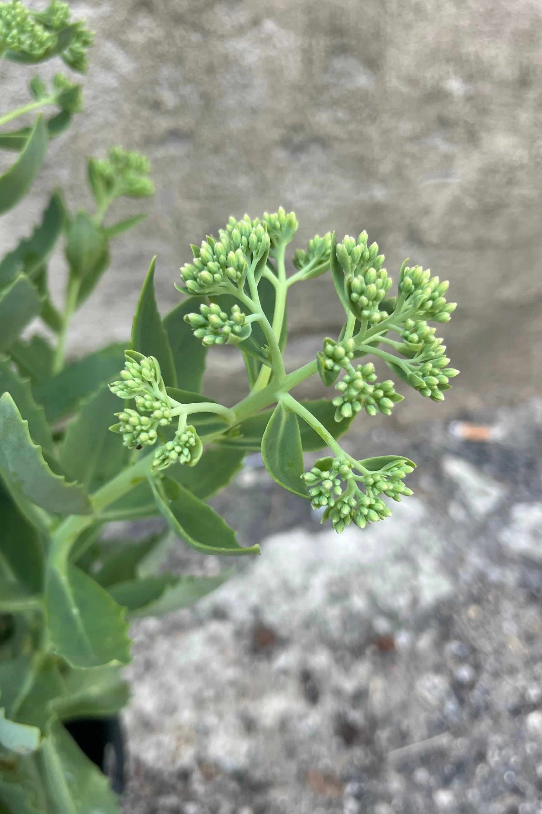 Sedum 'Autumn Joy' #1