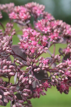Sedum 'Dazzleberry' 1Qt decorative flowerpot  