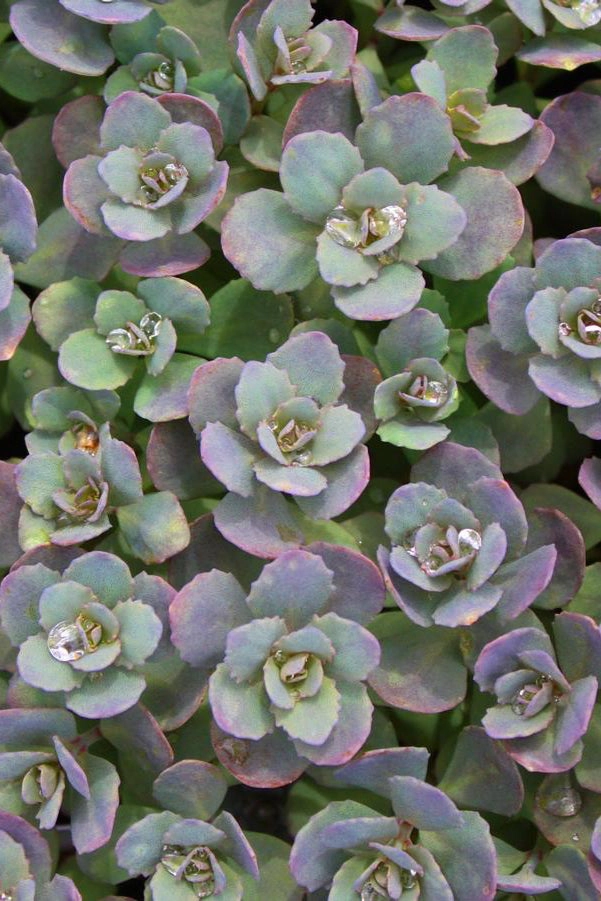 Sedum 'Dazzleberry' 1Qt