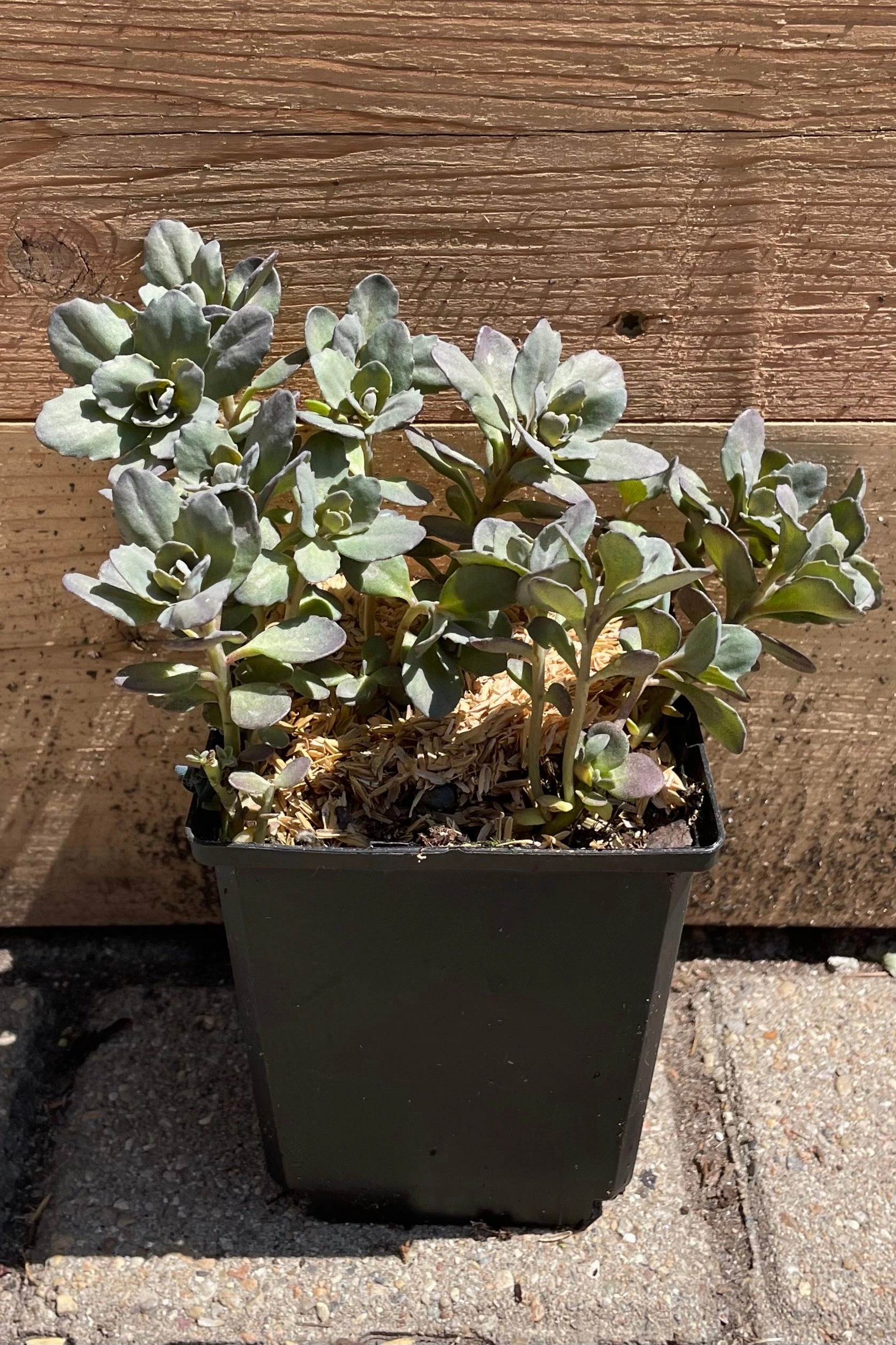 Sedum 'Dazzleberry' 1Qt