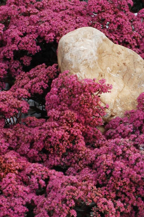 Sedum 'Dazzleberry' 1Qt