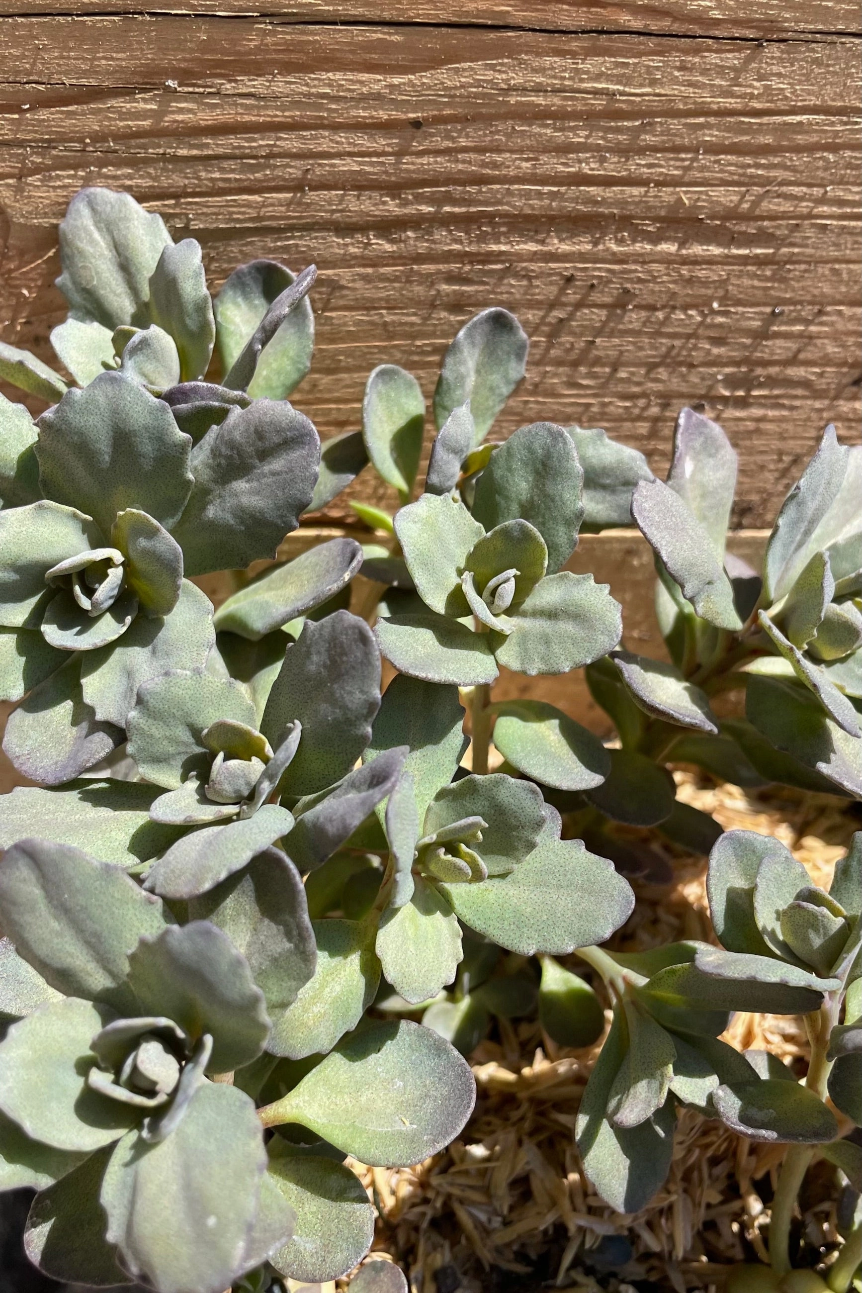Sedum 'Dazzleberry' 1Qt