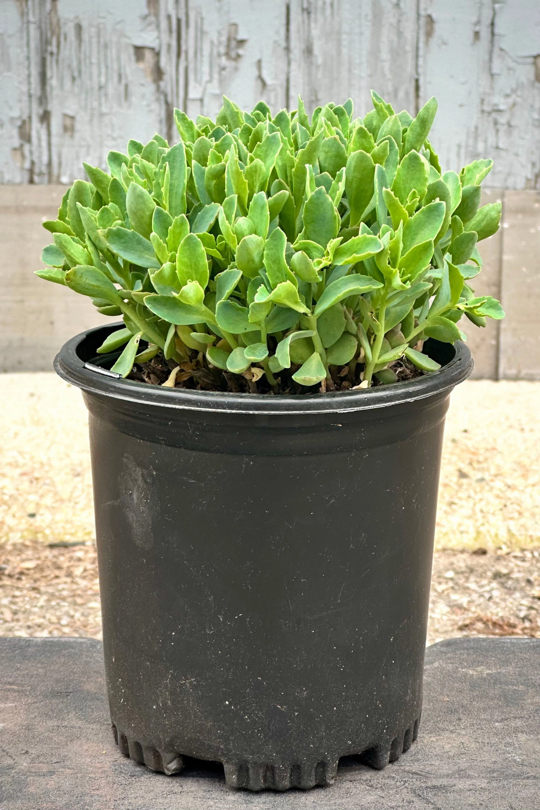 Sedum 'Munstead Dark Red' #1