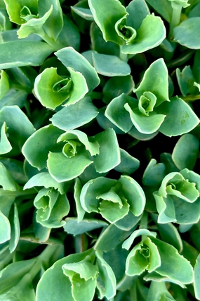 Sedum 'Munstead Dark Red' #1 decorative flowerpot  