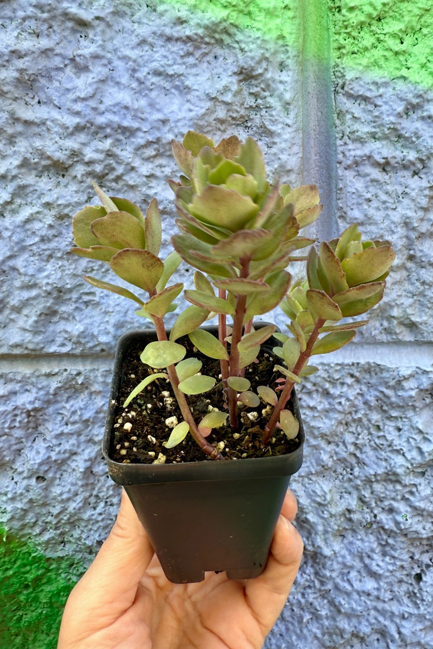 Sedum 'Rosy Glow' 3"