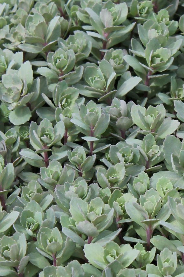 Sedum 'Rosy Glow' 3"