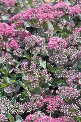 Sedum 'Rosy Glow' 3" decorative flowerpot  