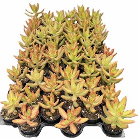 Sedum Adolphi 'Firestorm' Bulk 54 Tray - 2in Pot mini ornamental plant  