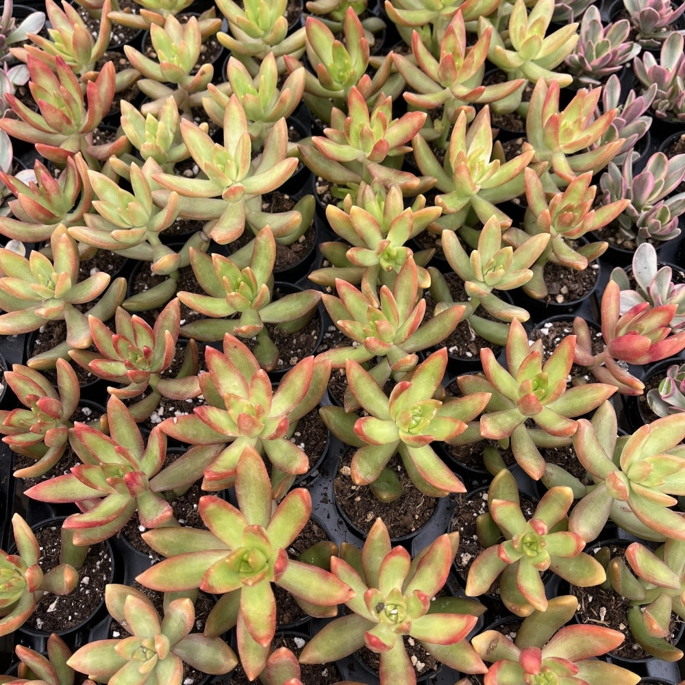 Sedum Adolphi 'Firestorm' Bulk 54 Tray - 2in Pot