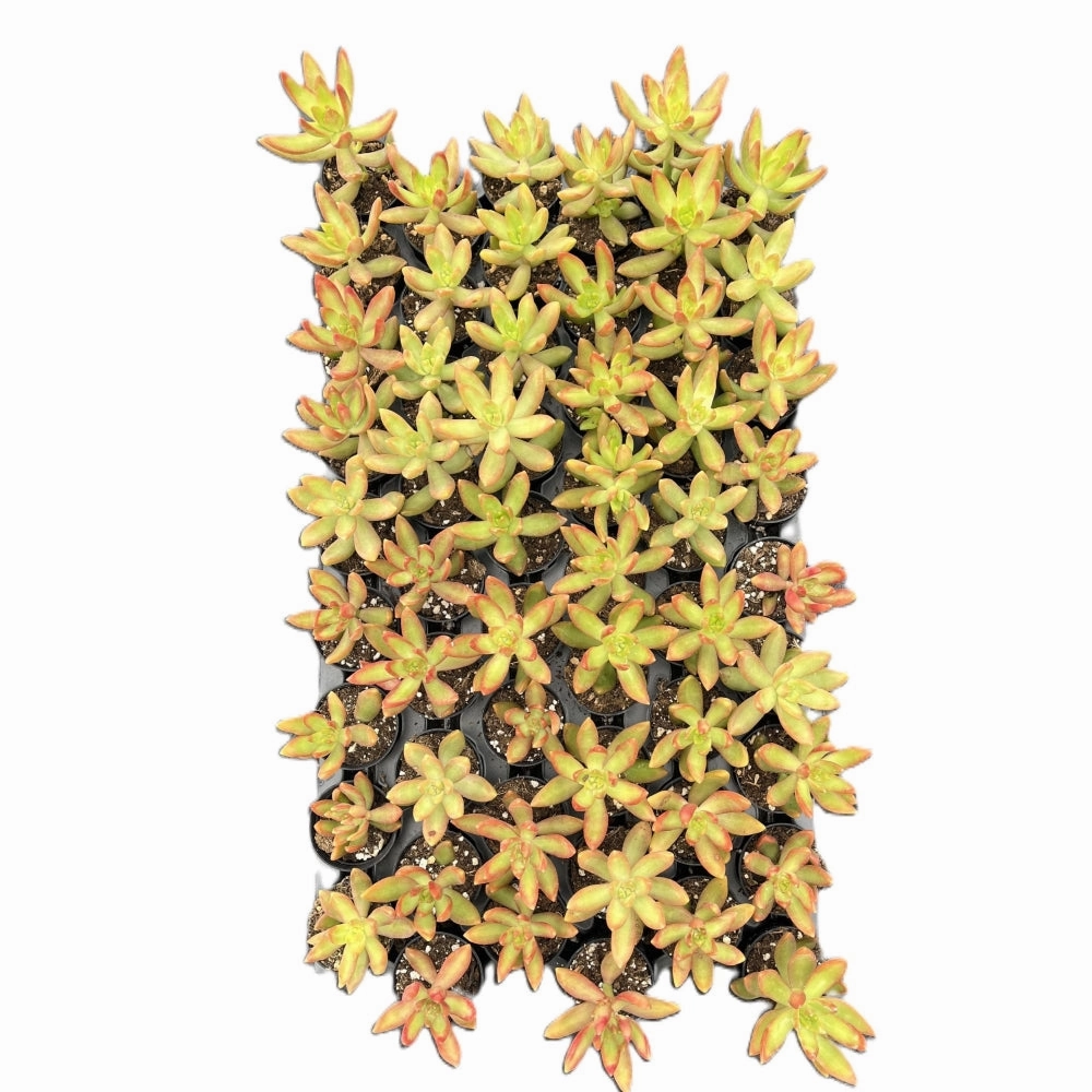 Sedum Adolphi 'Firestorm' Bulk 54 Tray - 2in Pot