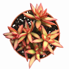 Sedum Adolphi 'Firestorm' Cluster (4 inch) mini ornamental plant  