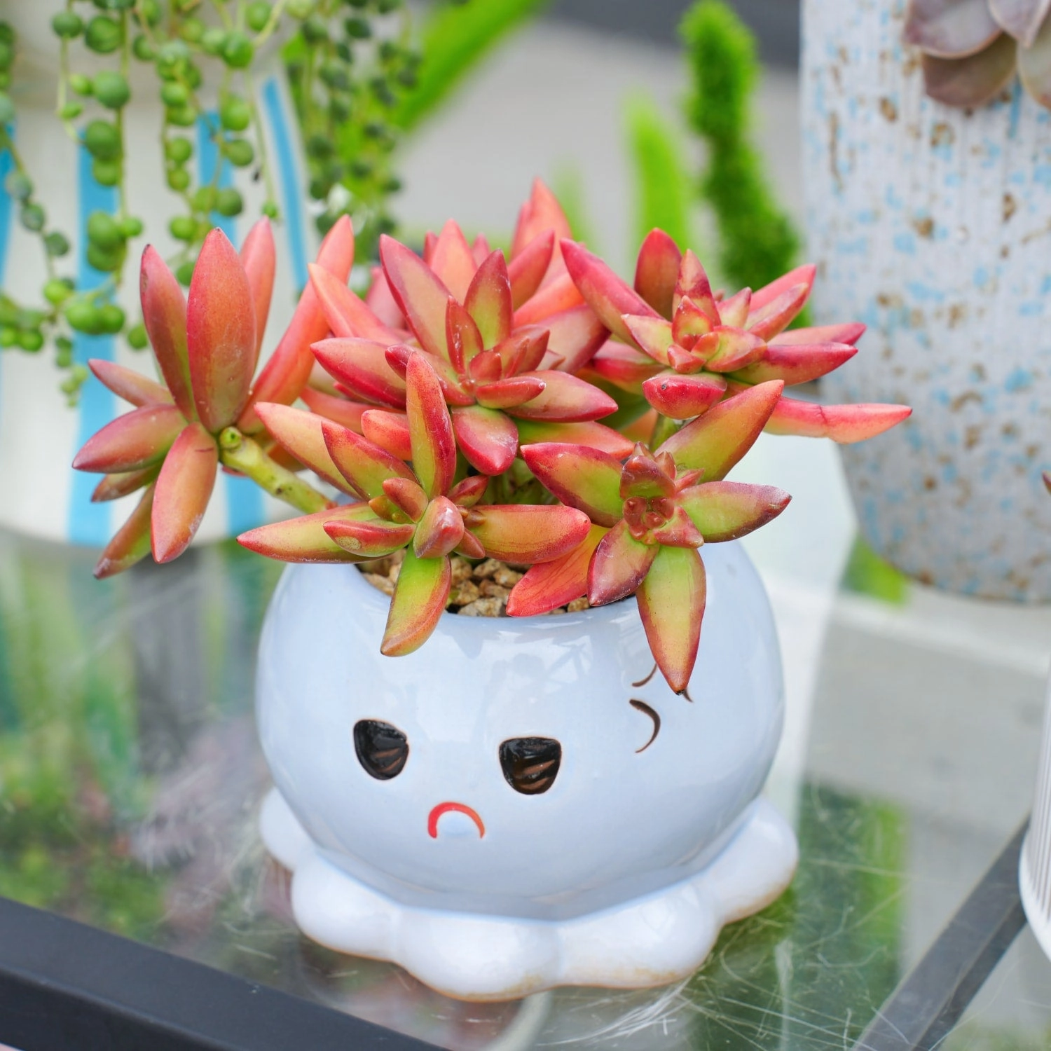 Sedum Adolphi 'Firestorm' Cluster (4 inch)