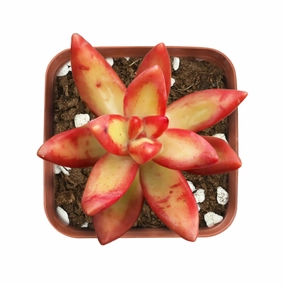 Sedum Adolphi 'Firestorm' mini ornamental plant  