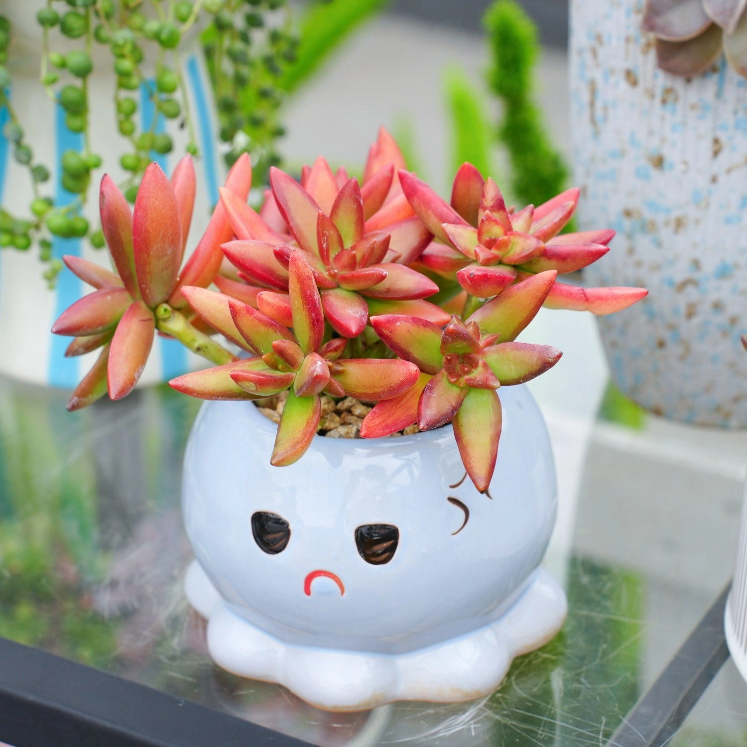 Sedum Adolphi 'Firestorm'