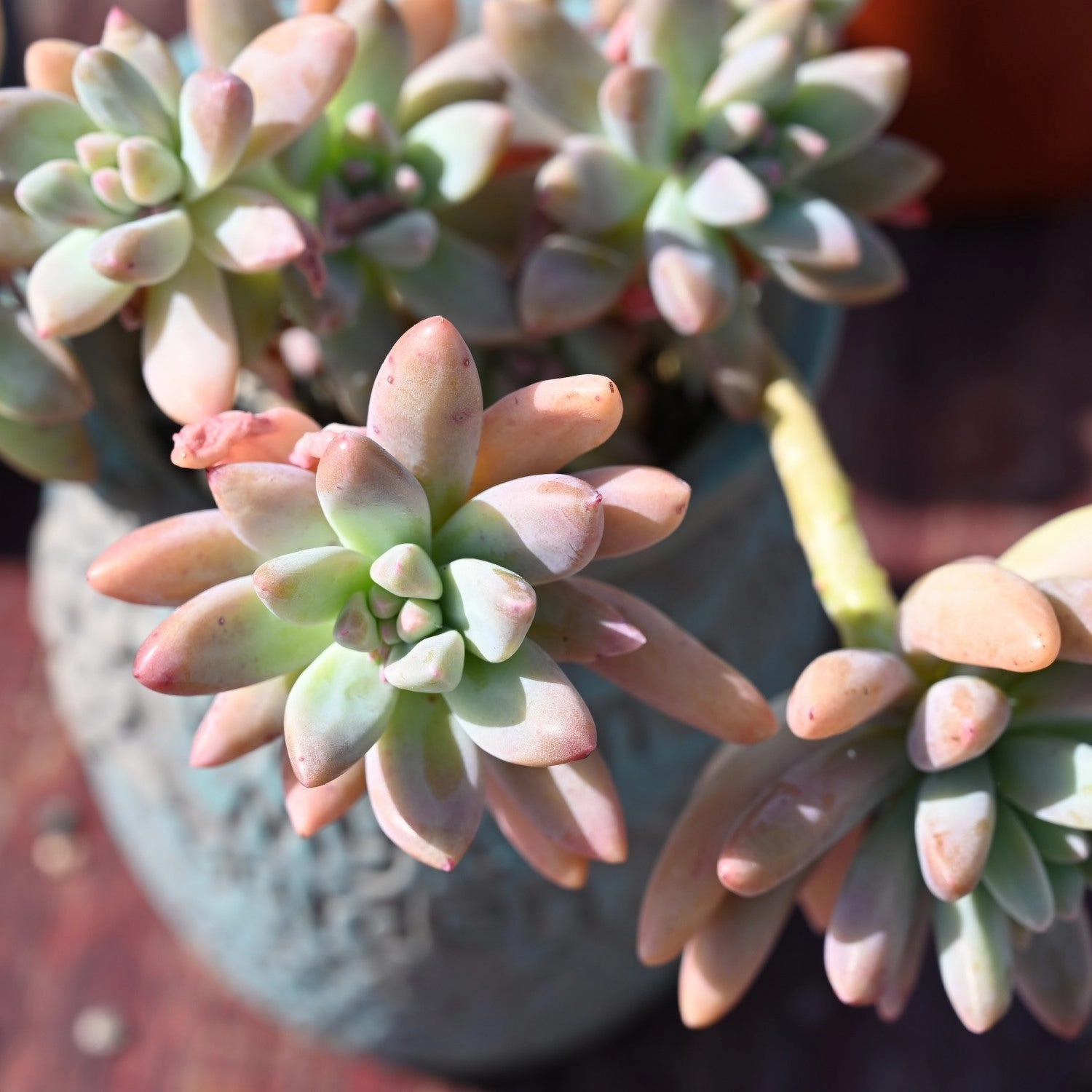 Sedum Adolphi Cuttings, Golden Sedum