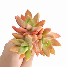 Sedum Adolphi Cuttings, Golden Sedum mini ornamental plant  