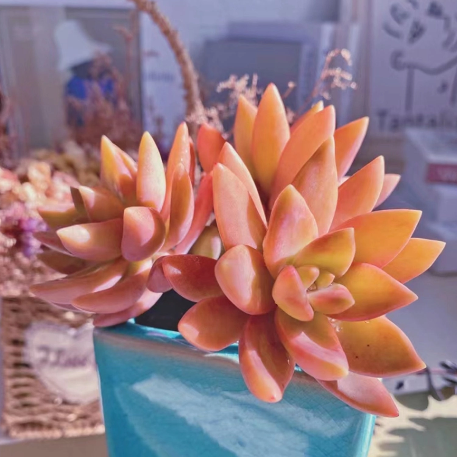 Sedum Adolphi Cuttings, Golden Sedum