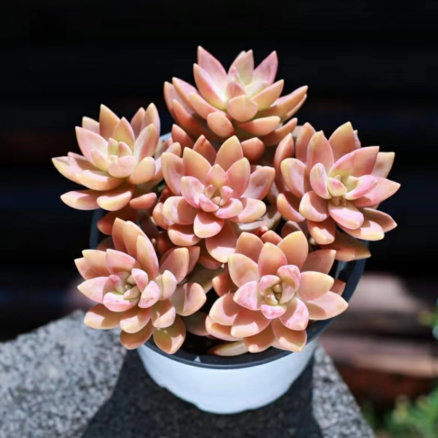 Sedum Adolphi Cuttings, Golden Sedum