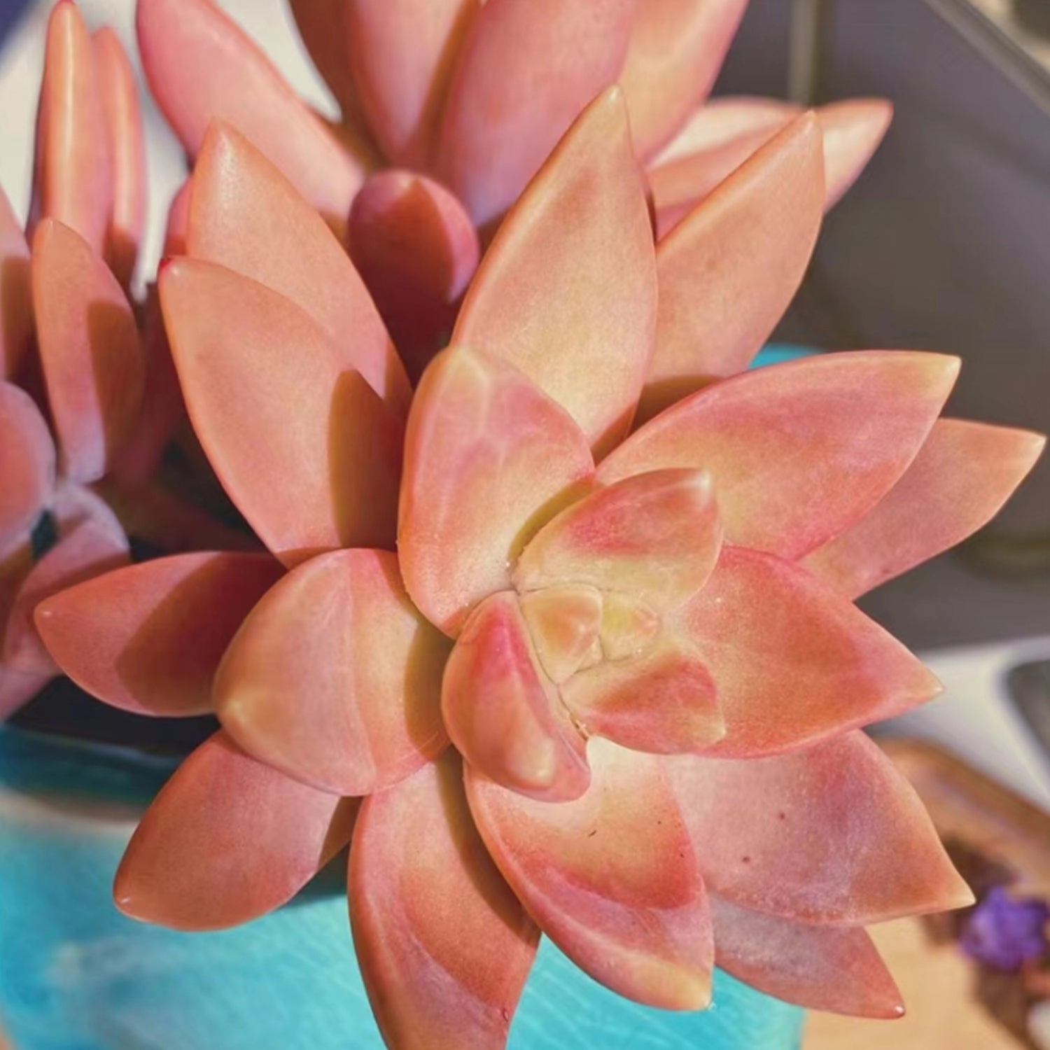 Sedum Adolphi Cuttings, Golden Sedum