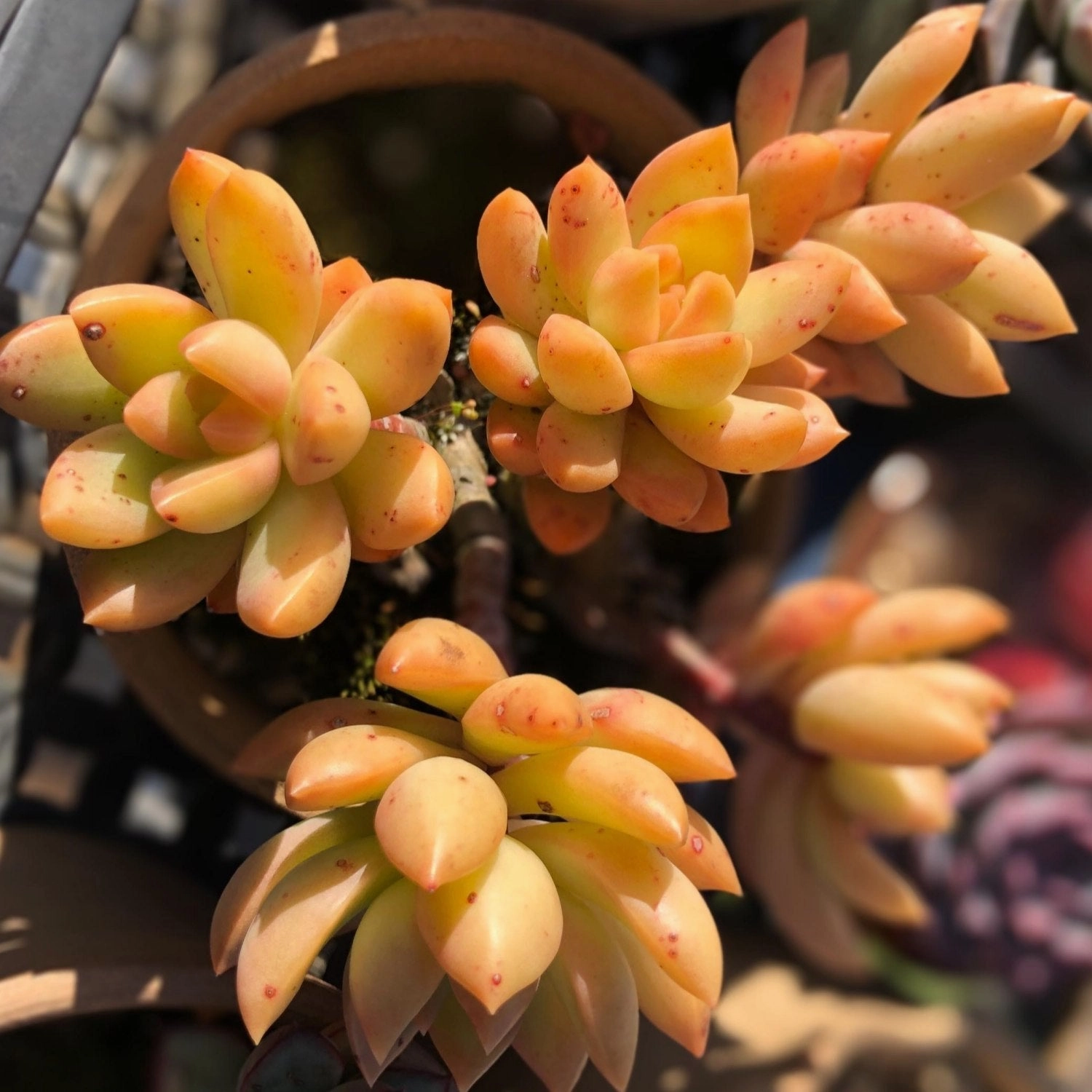 Sedum Adolphi (Golden Sedum)