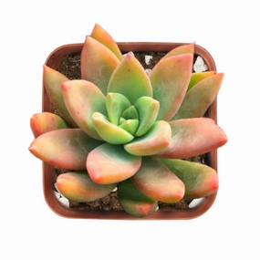 Sedum Adolphi (Golden Sedum) mini ornamental plant  