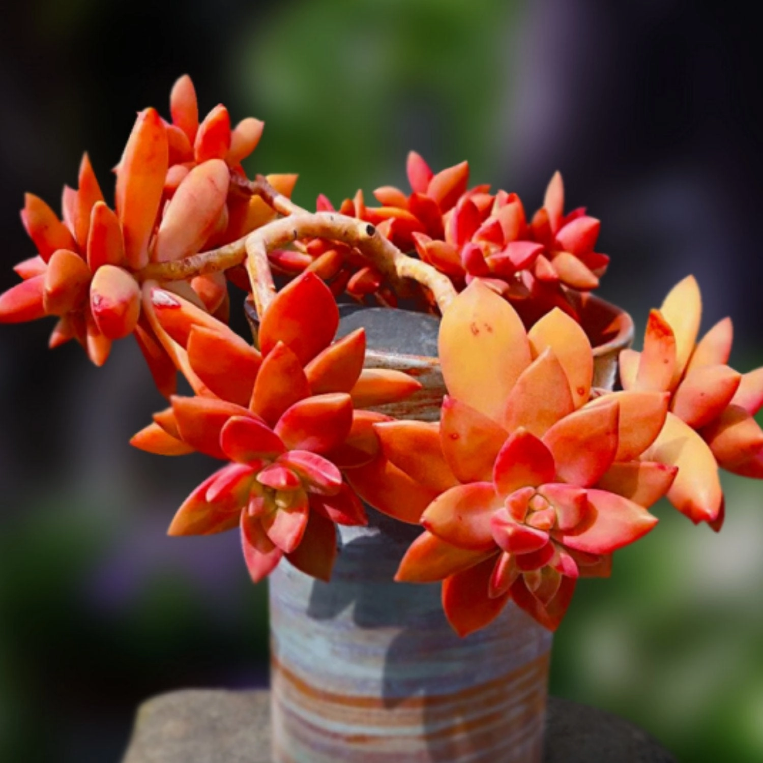 Sedum Adolphi (Golden Sedum)
