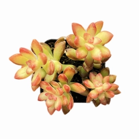 Sedum adolphii 'Shooting Stars' mini ornamental plant  