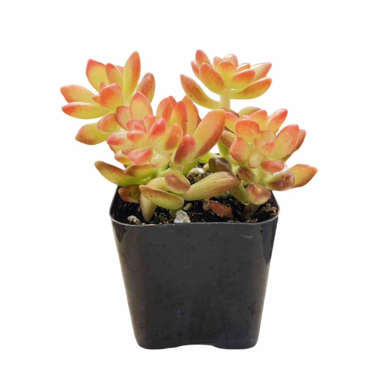Sedum adolphii 'Shooting Stars'