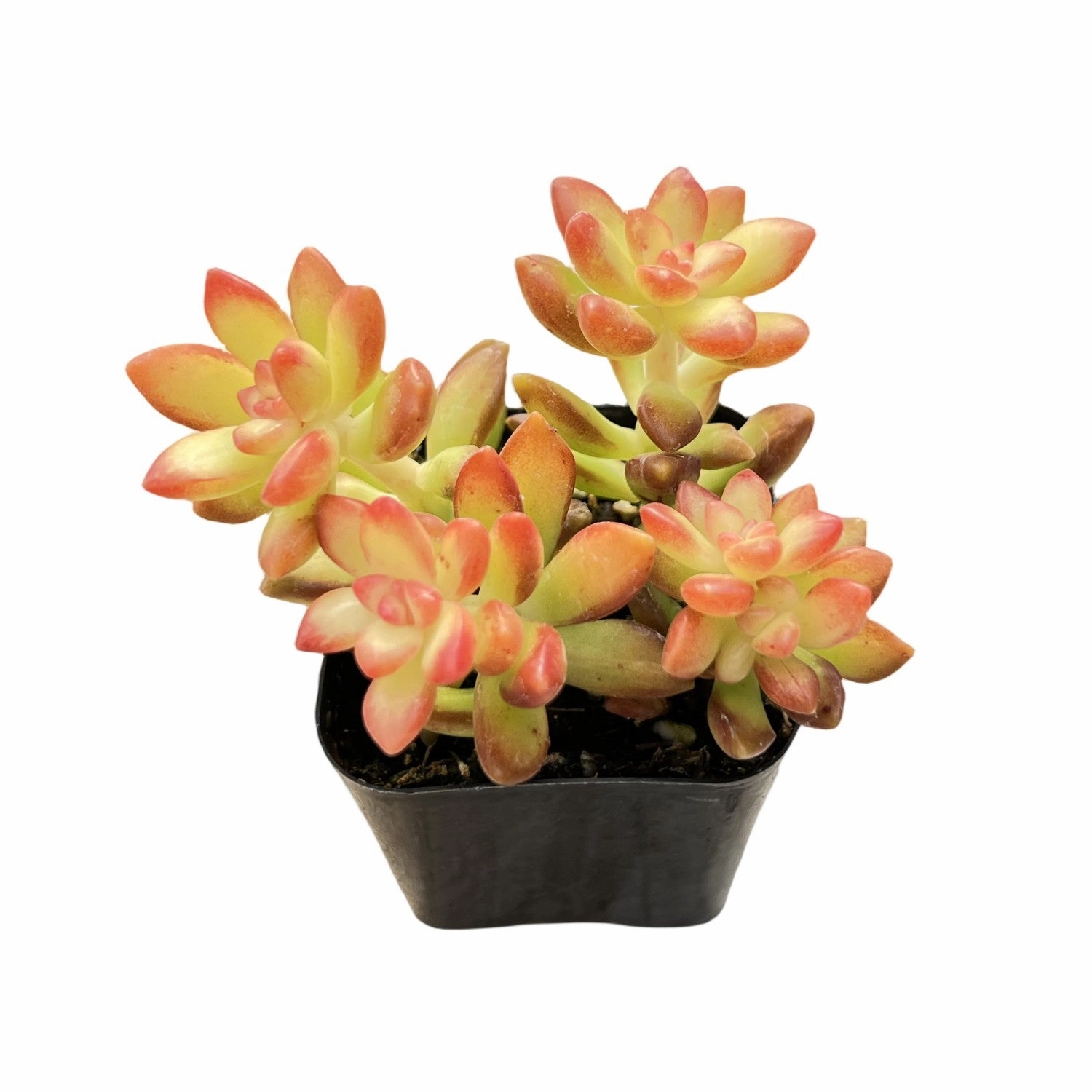 Sedum adolphii 'Shooting Stars'