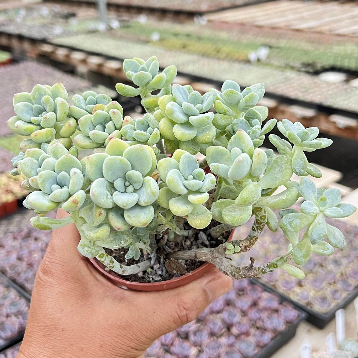 Sedum Clavatum (4 inch)
