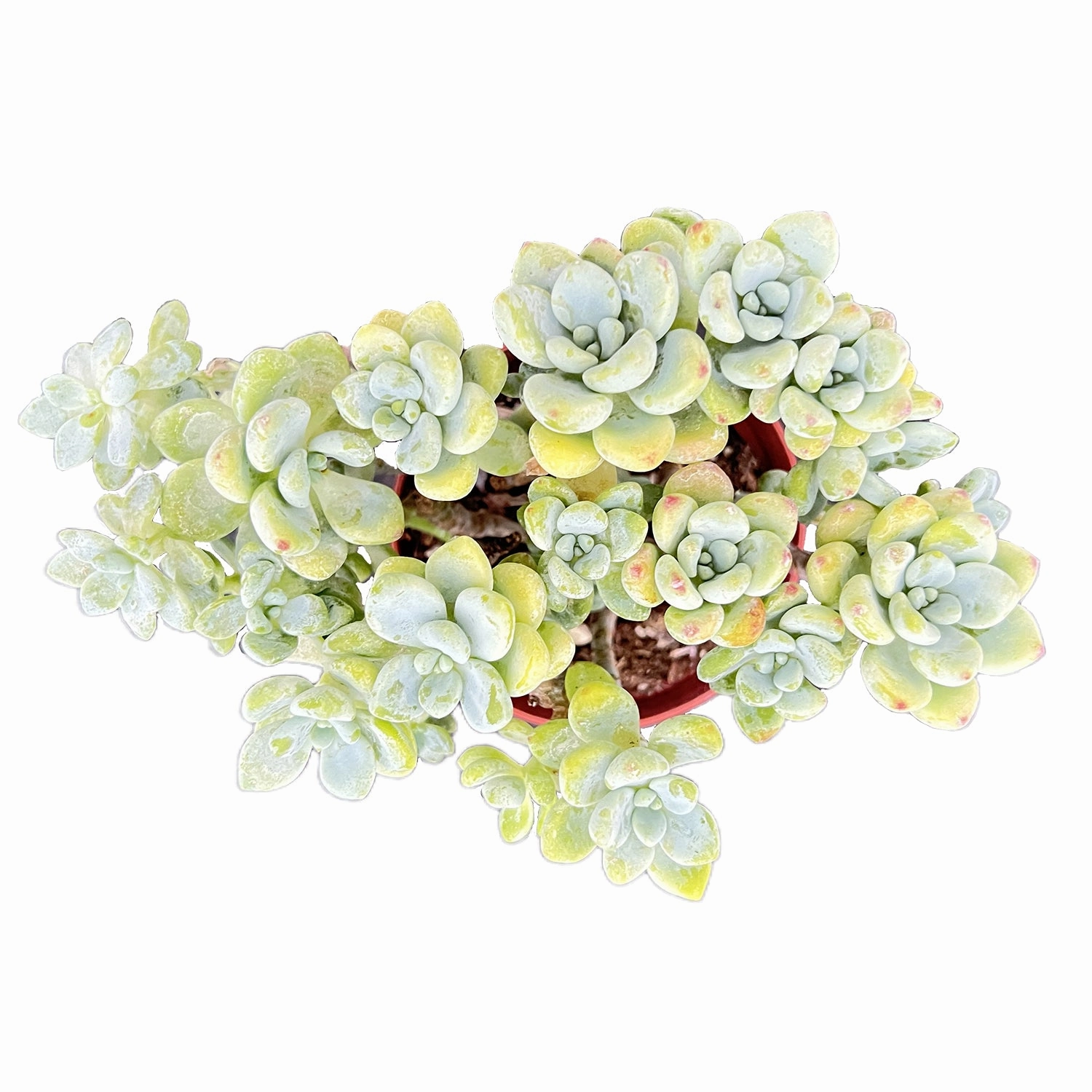 Sedum Clavatum (4 inch)