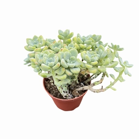Sedum Clavatum (4 inch) mini ornamental plant  