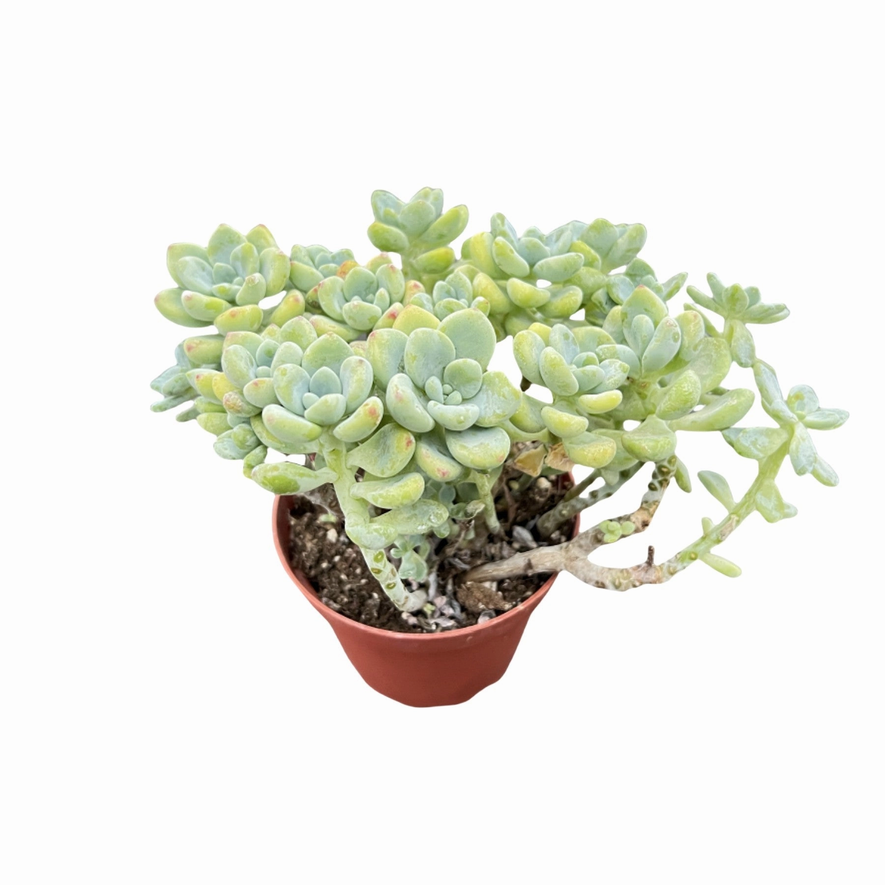 Sedum Clavatum (4 inch) mini ornamental plant  