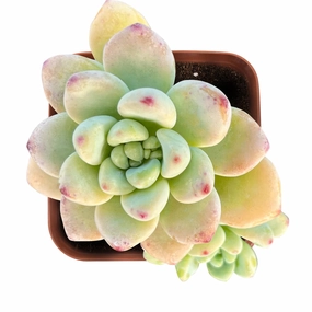 Sedum Clavatum/Tiscalatengo Gorge Sedum Tree mini ornamental plant  