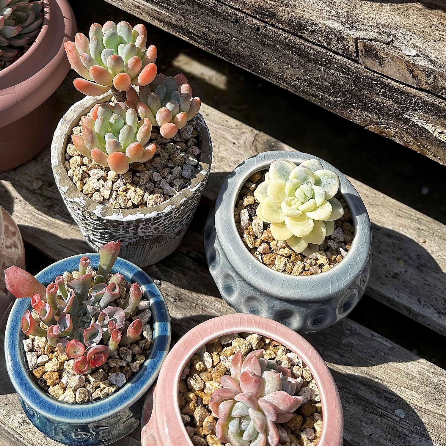 Sedum Clavatum Variegated