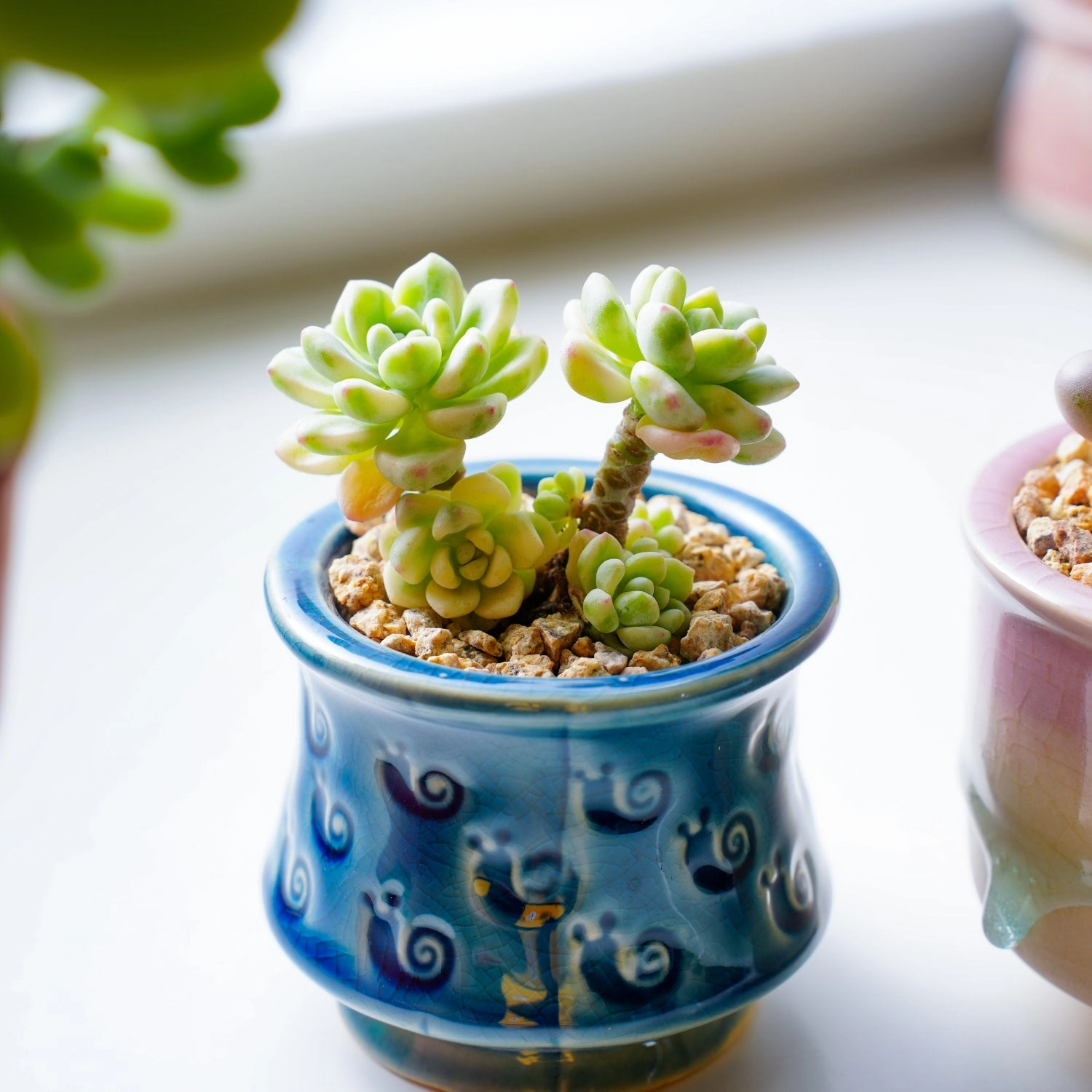 Sedum Clavatum Variegated