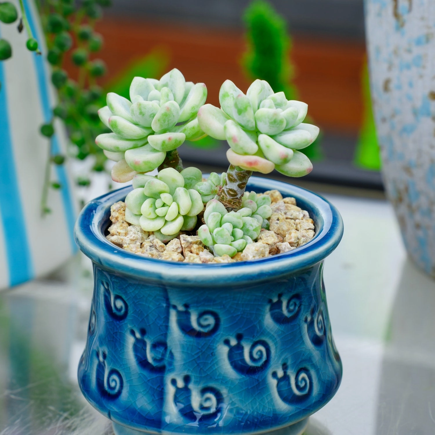 Sedum Clavatum Variegated