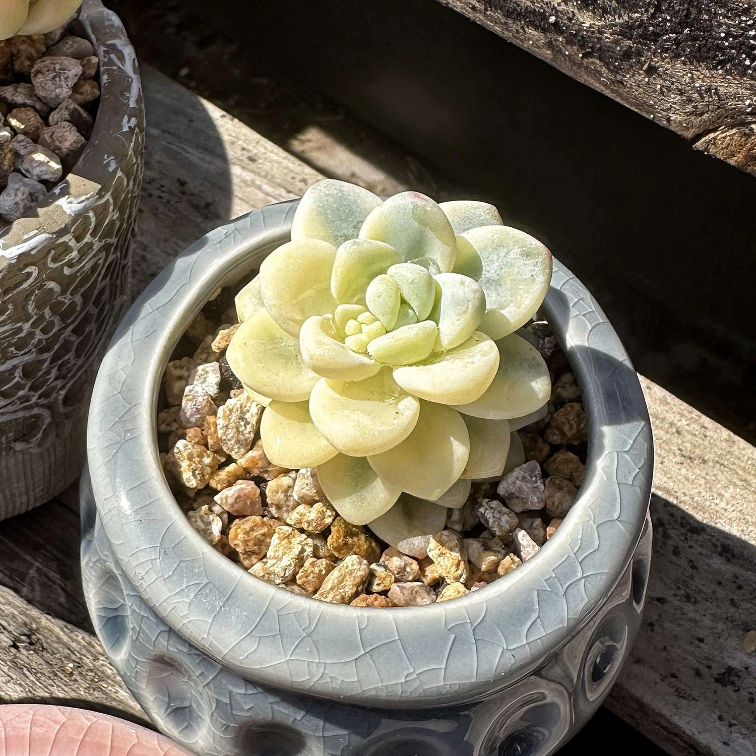 Sedum Clavatum Variegated