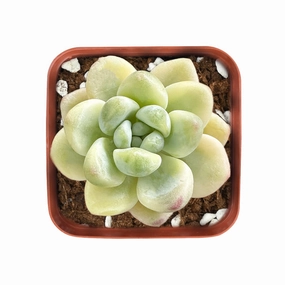 Sedum Clavatum Variegated mini ornamental plant  