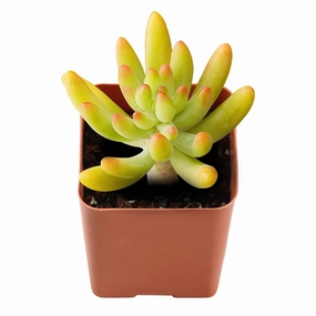 Sedum Corynephyllum Fr?d mini ornamental plant  