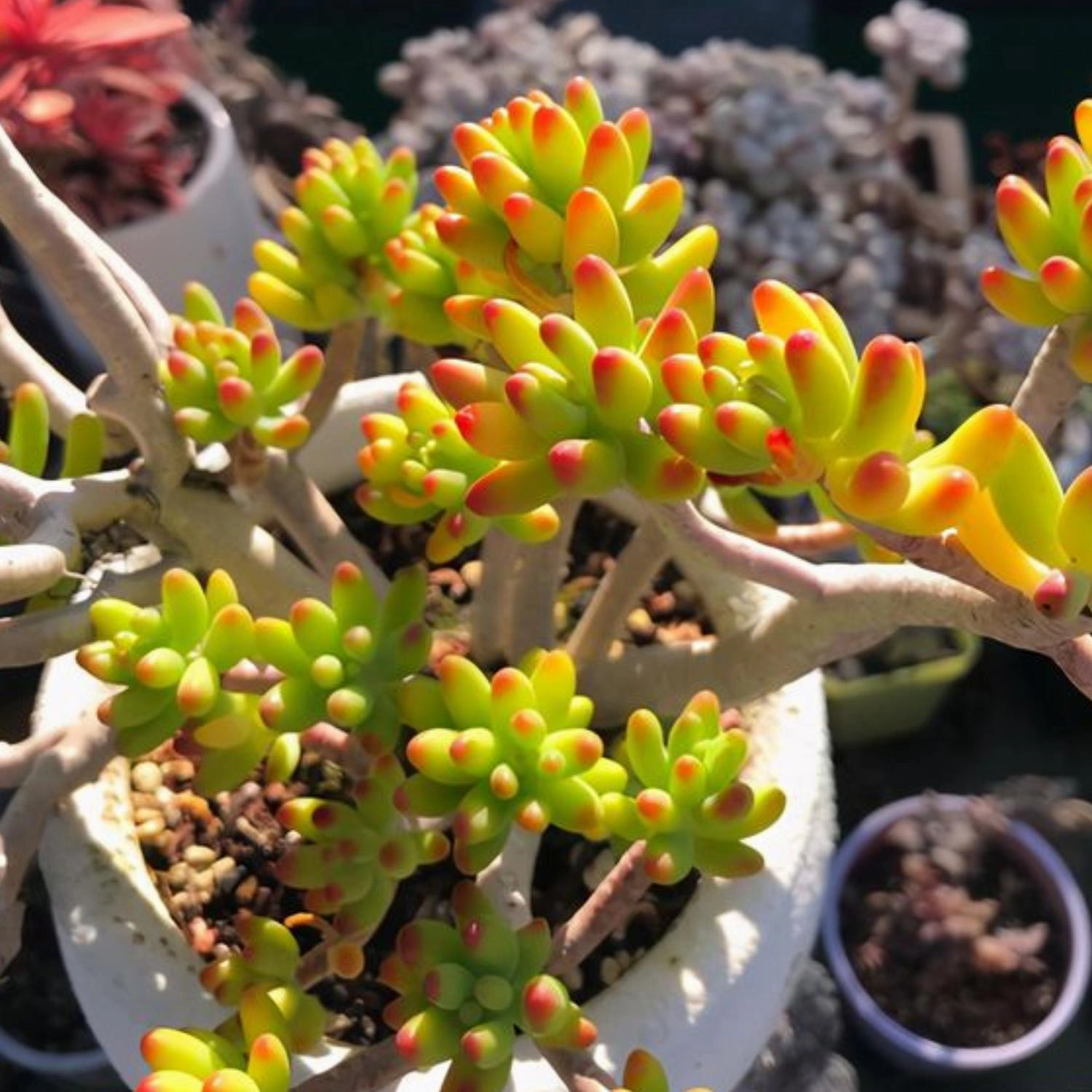 Sedum Corynephyllum Fr?d
