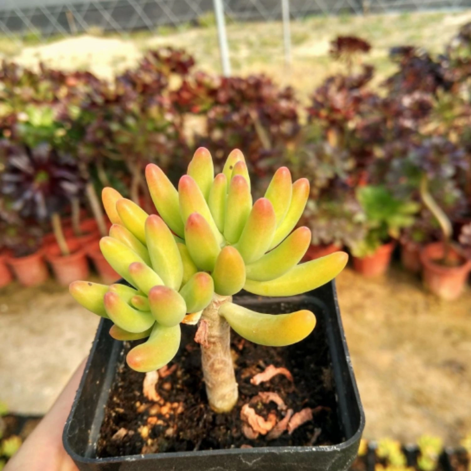 Sedum Corynephyllum Fr?d
