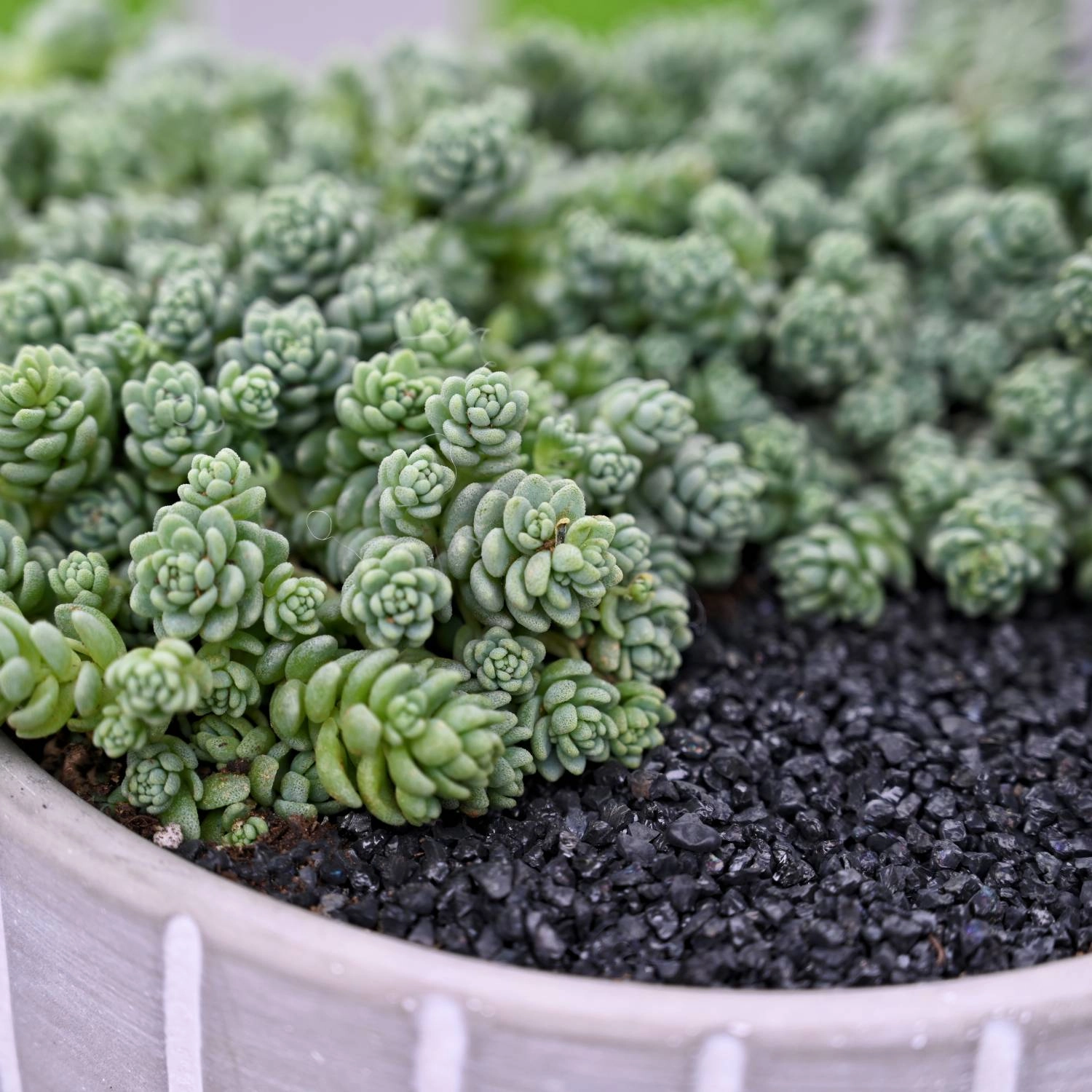 Sedum Dasyphyllum 'Major' (4 inch)
