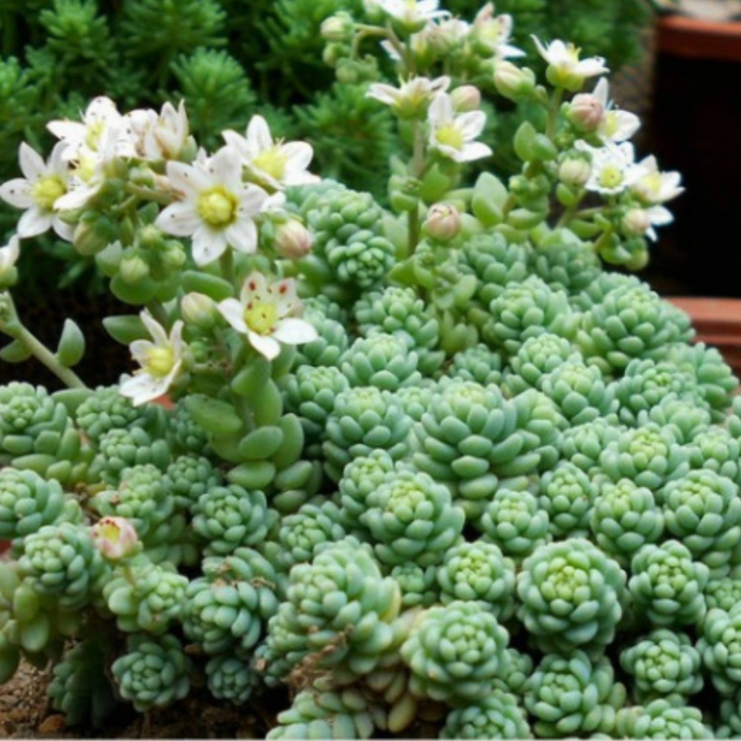 Sedum Dasyphyllum 'Major' (4 inch)