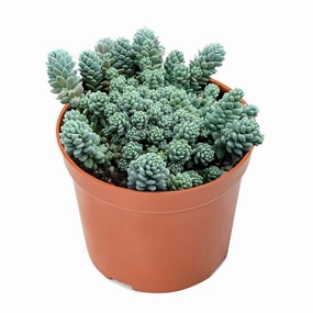 Sedum Dasyphyllum 'Major' (4 inch) mini ornamental plant  